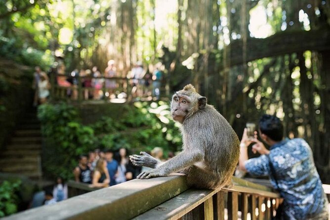Ubud Tour: Monkey forest, rice terraces, temple, waterfall - Price and value check: what $35 covers and what you’ll still plan for
