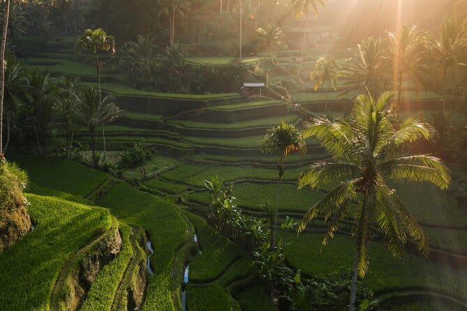 Ubud Tour Water Temple with Jungle Swing - How this tour is set up (and why it works)