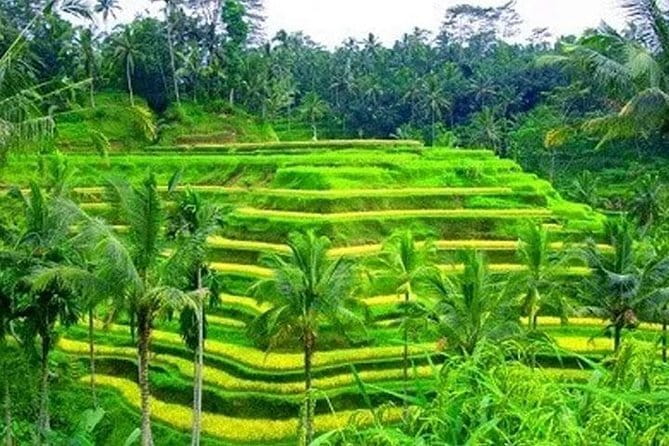 Ubud Tour Water Temple with Jungle Swing - The real value: the driver, timing, and private comfort