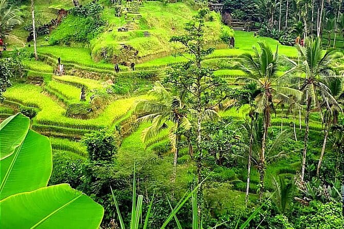 Ubud Tour with all includes - Price and what all $35 covers (and what it doesn’t)