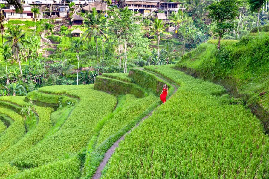 Ubud Tour with Optional English, Spanish and Italian Guide - Quick Take: Ubud Tour Highlights That Actually Matter
