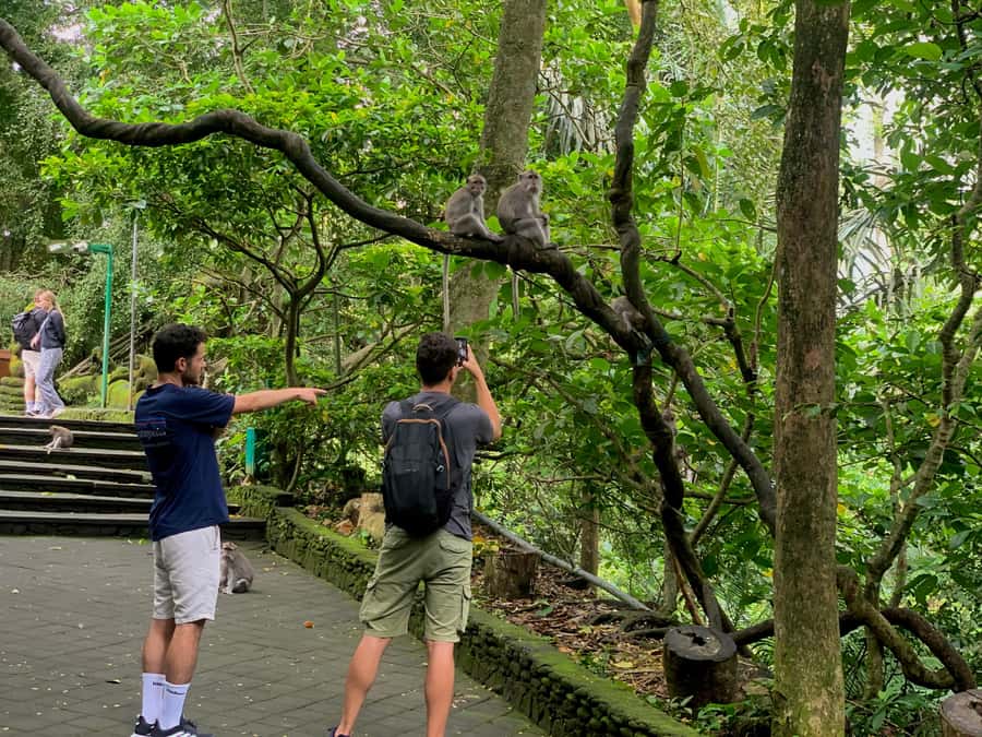 Ubud Tour with Optional English, Spanish and Italian Guide - Lunch With Rice Terraces Views: The Break That Keeps the Day Comfortable