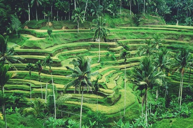 Ubud Trip, The Best of Ubud in a day - All Inclusive - Who should book this Ubud day—and who might not