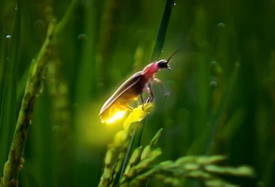 Ubud: Village Firefly Night Tour with Dinner - What you’ll like most (and what might not fit)
