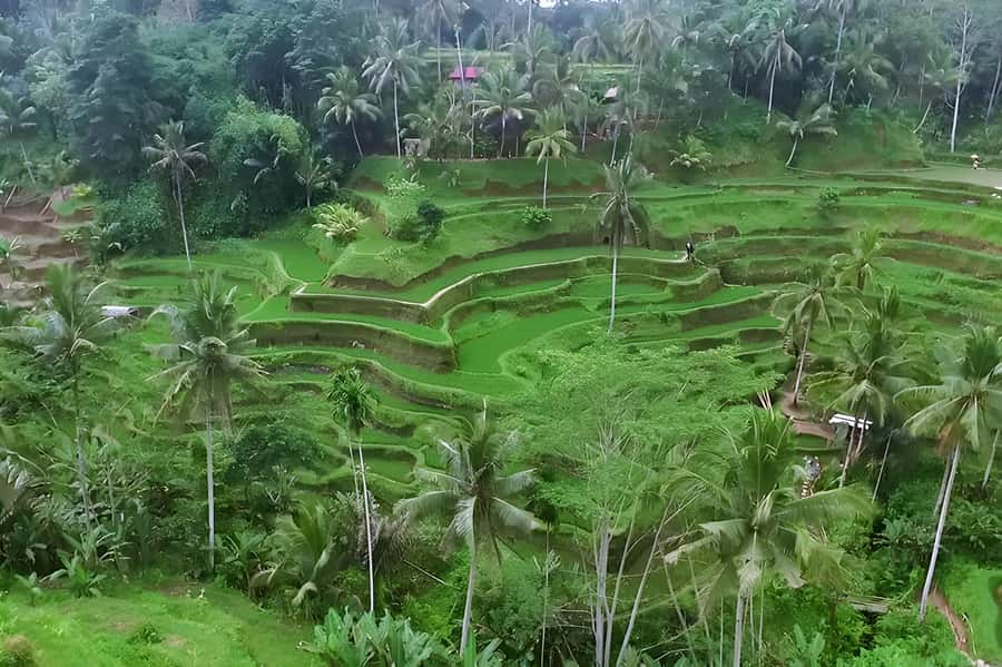 Ubud Village, Waterfall and Kintamani Volcano Private Tour - A One-Day Private Tour That Actually Respects Your Time