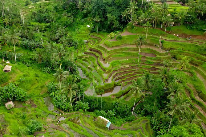 Ubud Village, Waterfall and Kintamani Volcano Tour - Tegalalang Rice Terrace: Photos Are Good, But Timing Matters