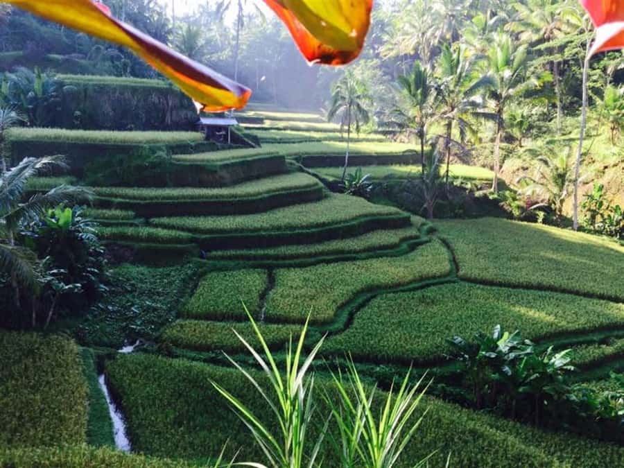 Ubud & Volcano Hot Springs Tours - Kintamani buffet lunch with a crater view