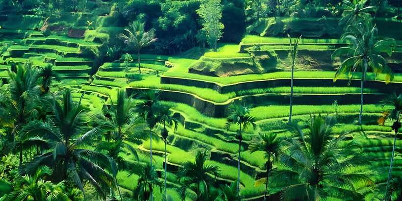 Ubud VW Safari Bali Tour - Lunch in the Heart of Ubud: Included, Not an Afterthought