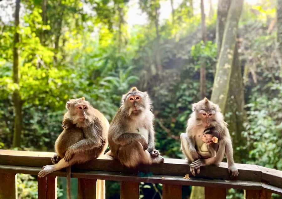 Ubud: Walking Tour with Campuhan Ridge & Monkey Forest - Why This Ubud Walking Route Feels Efficient