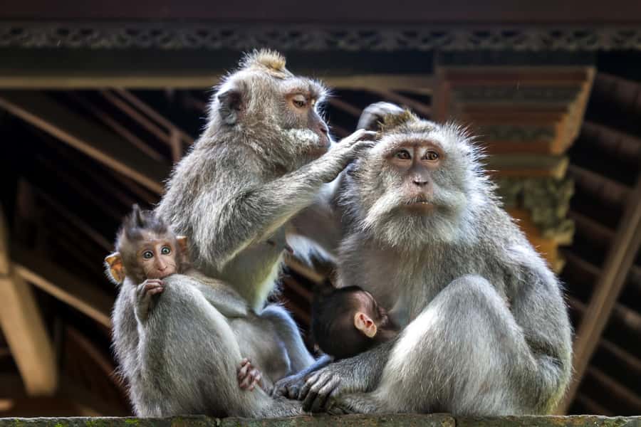 Ubud: Walking Tour with Campuhan Ridge & Monkey Forest - The Guides Make or Break This Day