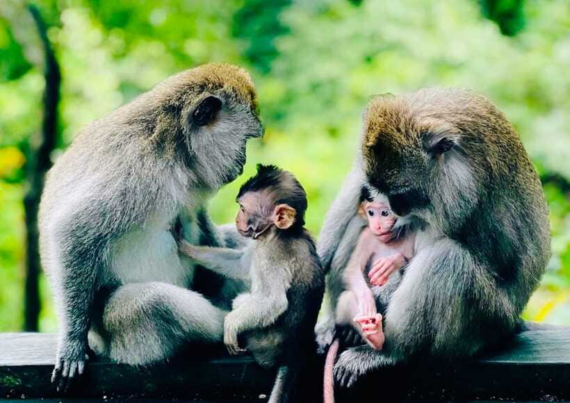 Ubud: Walking Tour with Campuhan Ridge & Monkey Forest - Sacred Monkey Forest Sanctuary: Quick Visit, Real Monkeys