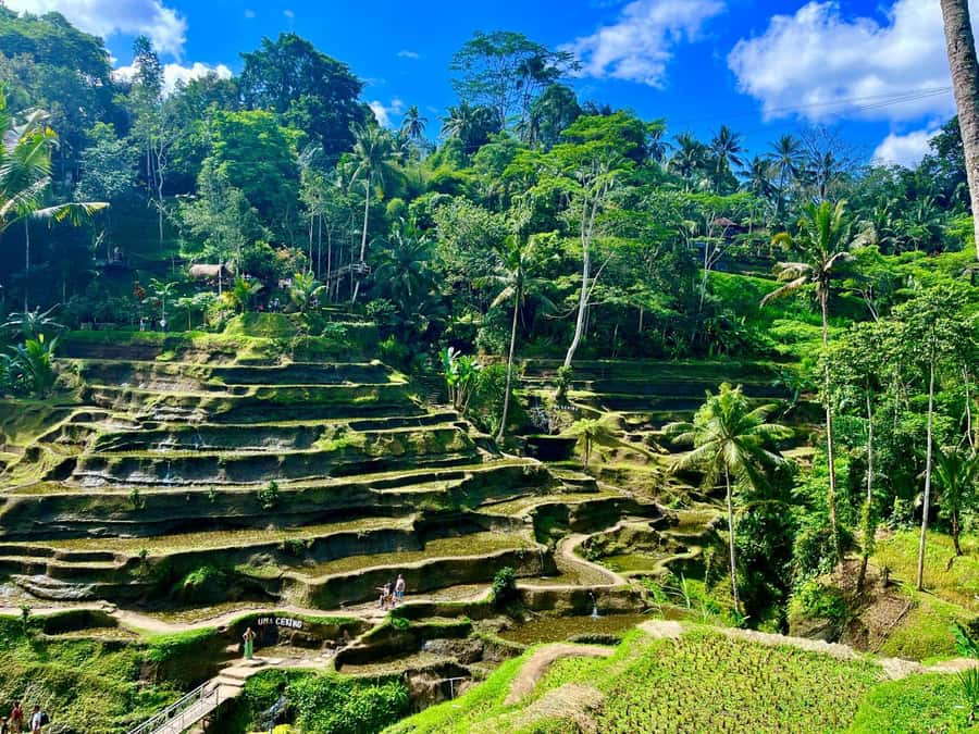 Ubud: Water Temple, Rice Terrace, Waterfall, Private Tour - Coffee, herbs, and spice plantation: turning a tasting into context