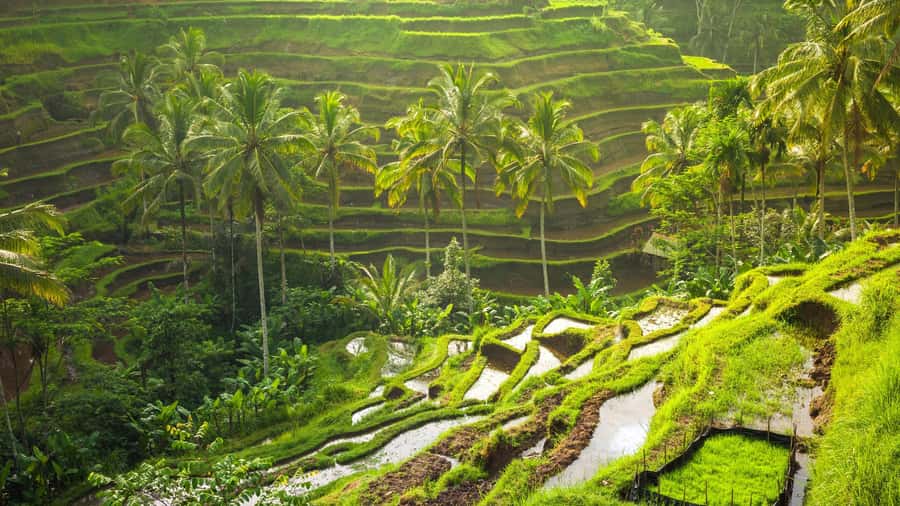 UBUD : Water Temples, Waterfalls, and Rice Terraces Tour - Tirta Empul Water Temple: more than a pretty holy site