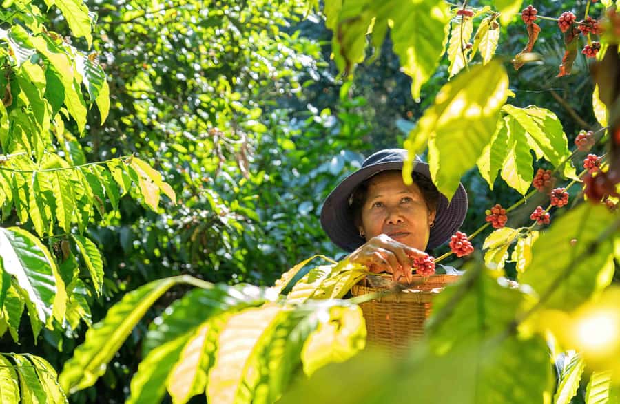 UBUD : Water Temples, Waterfalls, and Rice Terraces Tour - Tegallalang rice terraces: emerald views plus real rice-farming context