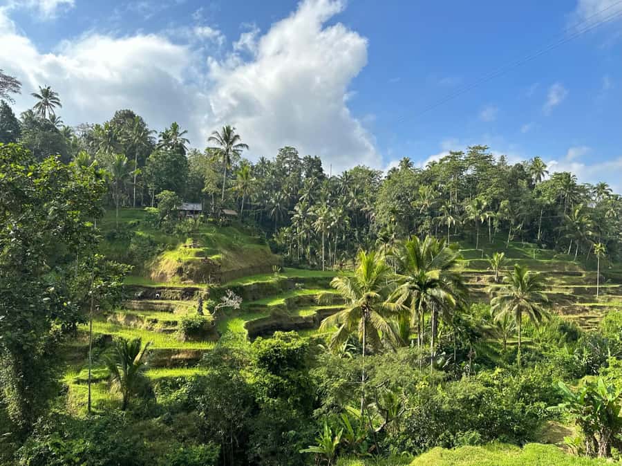 Ubud: Waterfall, Rice Terrace & Temple Private Day Tour - Private transport with hotel transfers: how the day stays relaxed