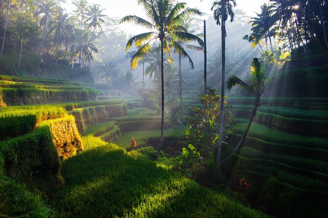 Ubud waterfall, rice terraces, and swing explore - Ubud Jungle Swing plus traditional Balinese coffee making