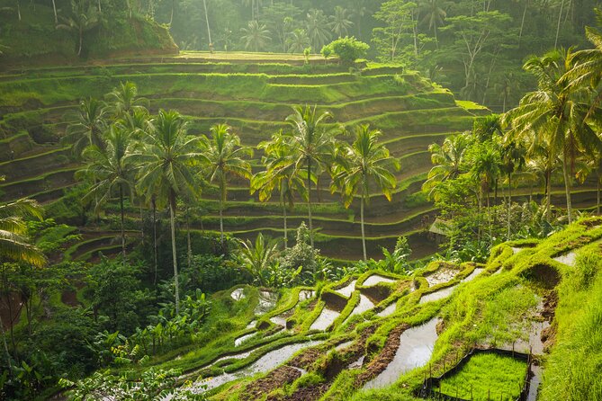 Ubud waterfall, rice terraces, and swing explore - Getting there in comfort: pickup, timing, and pacing