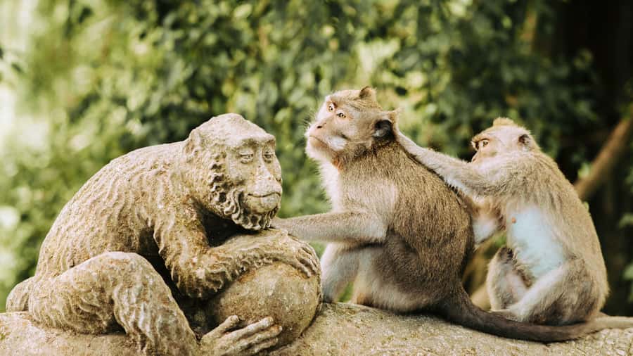 Ubud: Waterfall, Rice Terraces & Monkey Forest Tour - The Jungle Swing: fun photos, and why you should plan for it
