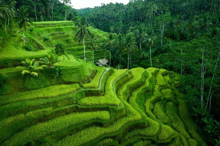 Ubud: Waterfall, Ricefield, Purification Ritual Private Tour - A 6-hour circuit that actually makes sense