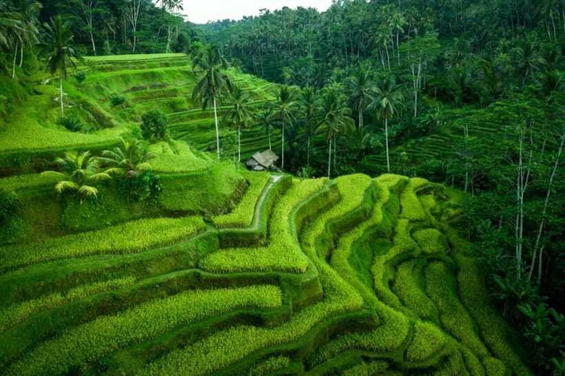 Ubud: Waterfall, Ricefield, Purification Ritual Private Tour - Price and add-ons: what $29 covers and what’s worth paying extra for