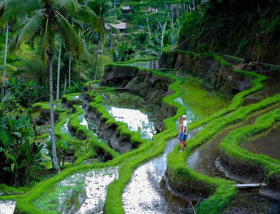 Ubud: Waterfall, Ricefield, Purification Ritual Private Tour - Should you book this tour?