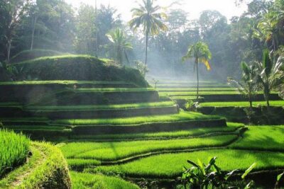 Ubud Waterfall Tour - Pickup and transfers: where good tours quietly win