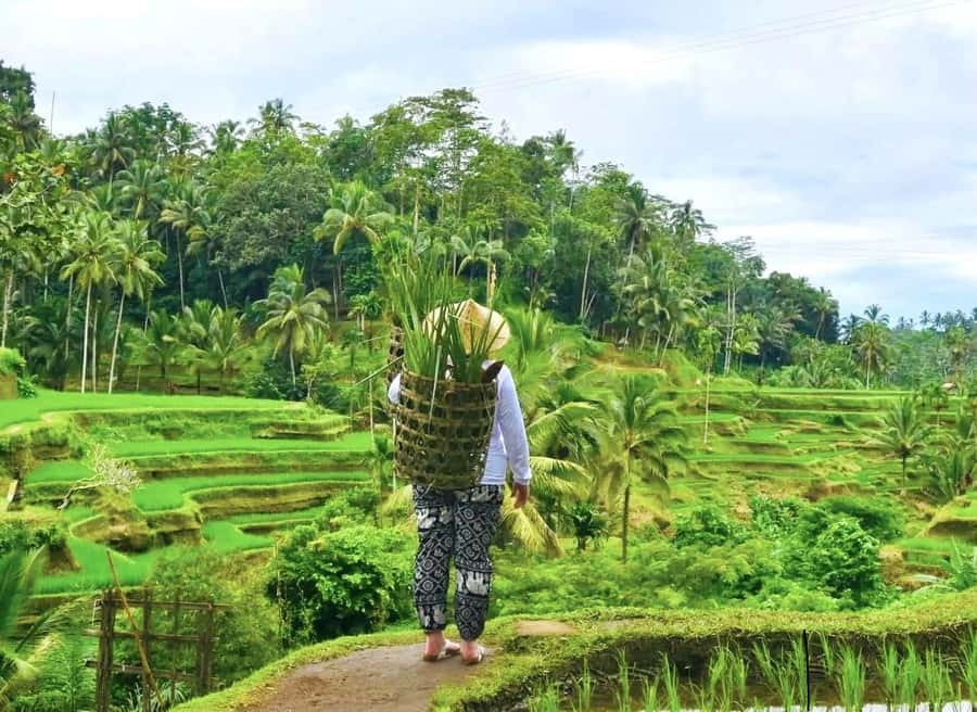 Ubud: Waterfalls, Sacred Monkey Forest & Rice Terraces Tour - Who this tour suits best (and who should skip it)