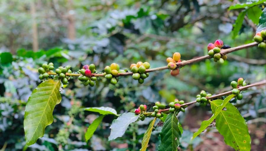 Ubud: Waterfalls, Sacred Monkey Forest & Rice Terraces Tour - Pemulan Bali Coffee Plantation: learn the process, then taste what you learned