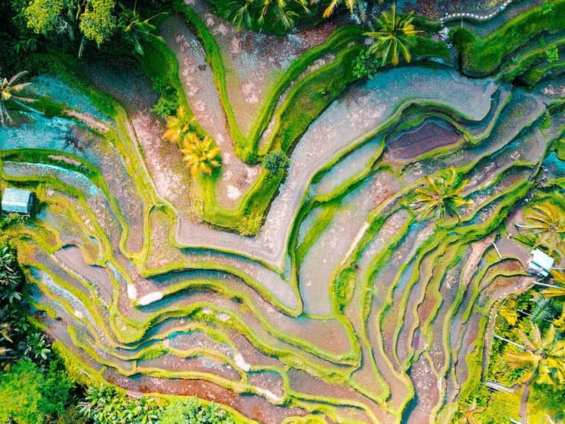 Ubud: Waterfalls, Temple, and Rice Terrace Private Day Tour - Tegalalang Rice Terrace and Jungle Swing: views plus timing