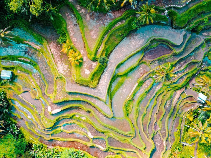 Ubud: Waterfalls, Temple, and Rice Terrace Private Day Tour - Transport and guide style: why your day can feel easy