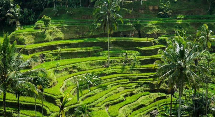 Ubud: Waterfalls, Temple & Rice Terraces Private Tour - Should You Book Ubud: Waterfalls, Temple & Rice Terraces Private Tour?