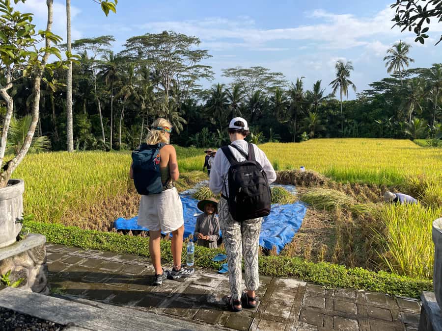Ubud: Waterfalls, Water Temple & Rice Terraces Private Tour - Kanto Lampo Waterfall: A Popular Rock Cascade and a Real Photo Spot