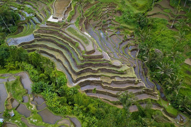 Ubud White Water Rafting, Rice Terrace and Jungle Swing - d’Alas Swing (Bali Swing): Jungle Valley Aerial Photos Without the Hassle