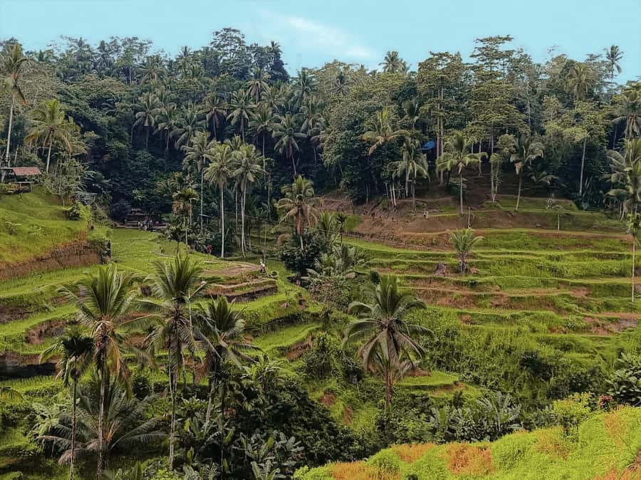 Ubud White Water Rafting with Lunch Included - Should You Book This Ubud White Water Rafting Tour?