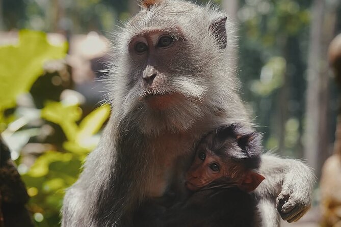 Ubud: White Water Rafting with visit Ubud Monkey Forest - Sangeh Monkey Forest: more than just quick monkey spotting