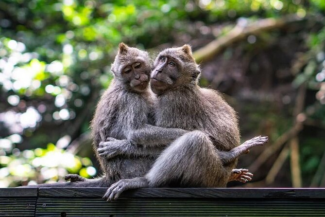 Ubud: White Water Rafting with visit Ubud Monkey Forest - Price and value: why $57.44 can make sense for this full-day plan