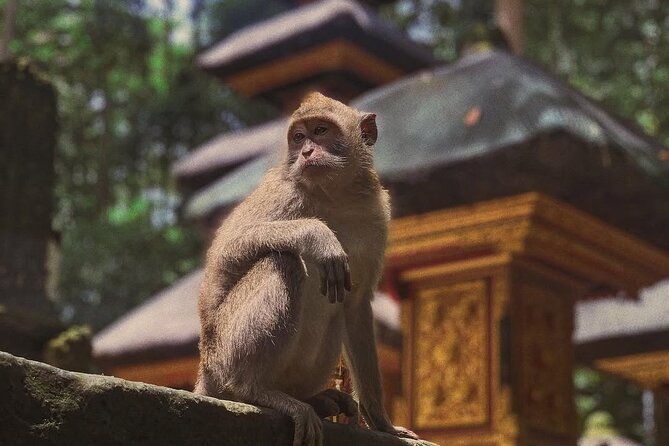 Ubud: White Water Rafting with visit Ubud Monkey Forest - Should you book this Ubud rafting + Monkey Forest combo?