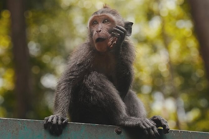 Ubud: White Water Rafting with visit Ubud Monkey Forest - Safety gear and the part people forget: getting changed and fed