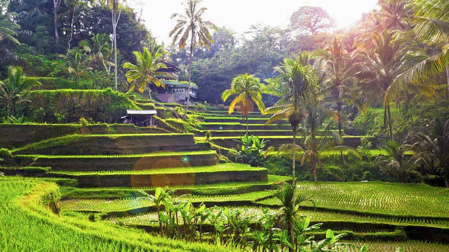 Ubud: Wood Carving Class with Balinese Artisans - From workshop stool to Tegallalang views