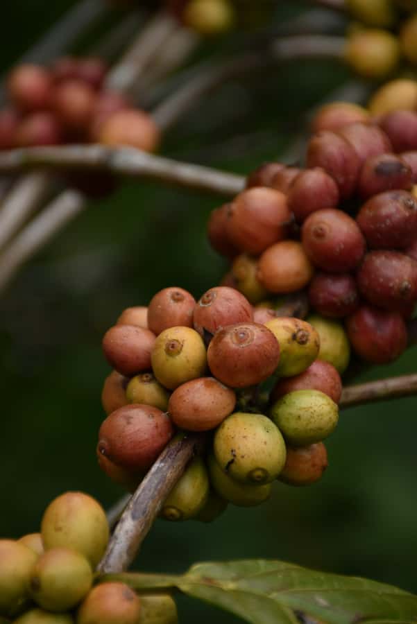 Ubud:Monkey Forest, Rice Terraces, Water Temples, Waterfalls - Pace, comfort, and who this fits best