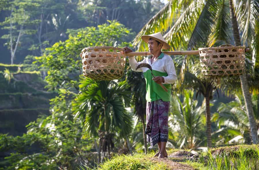 Ubud:Monkey Forest, Rice Terraces, Water Temples, Waterfalls - How this Ubud day works in real life