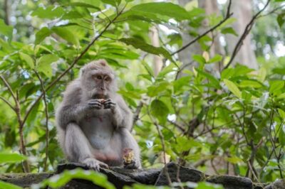 Ubud:Monkey Forest, Rice Terraces, Water Temples, Waterfalls - Pickup and getting to the highlights without the stress