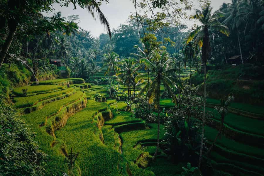 Ubud:Monkey Forest, Rice Terraces, Water Temples, Waterfalls - Ulu Petanu Waterfall: the calm, scenic finish