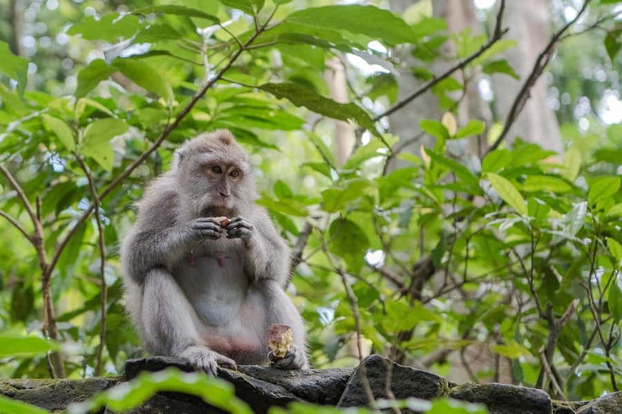 Ubud:Monkey Forest, Rice Terraces, Water Temples, Waterfalls - Pickup and getting to the highlights without the stress