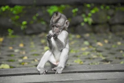 Ultimate Ubud - Stop 1: Luwak Coffee Bali Plantation and why the tasting is the point