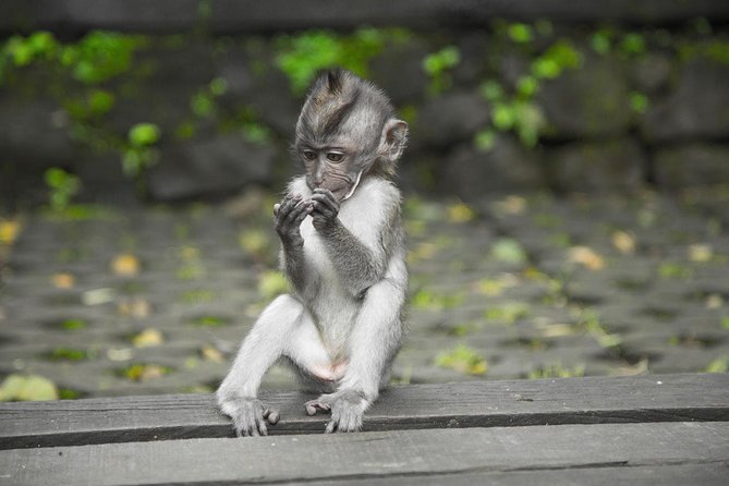 Ultimate Ubud - Stop 1: Luwak Coffee Bali Plantation and why the tasting is the point