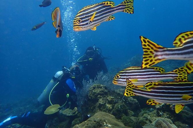 USS Liberty Shipwreck Scuba Diving at Tulamben Bali - Session One at the USS Liberty: Fast Access, Easy-Watching Wildlife