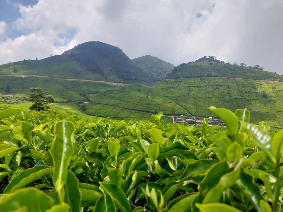 Volcano, Hot Spring, Mud Bath & Tea plantation all included - Key highlights at a glance