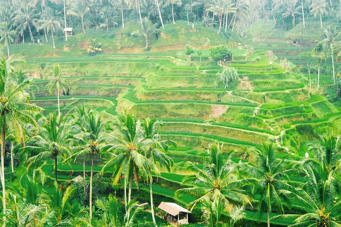 Volcano Jeep Adventure and Ubud Tour - Driver quality: when Aron, Manik, and Gri make the day