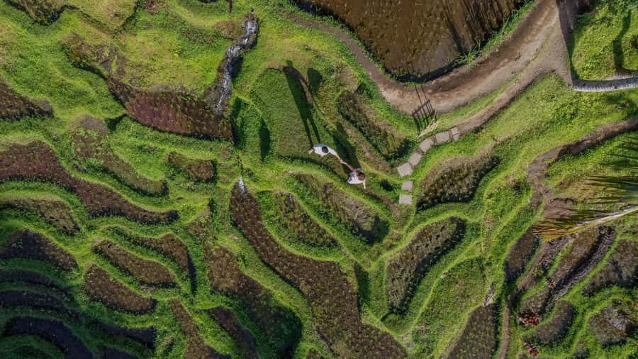 Wanderlust birthday photo and video with drone and Editing - Coffee Plantation Visit and Walk: More Than One Background